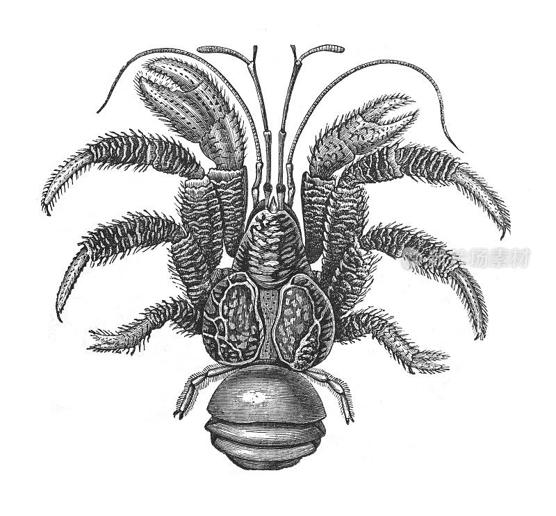 椰子蟹也被称为强盗蟹或棕榈贼(Birgus latro) -古董雕刻插图